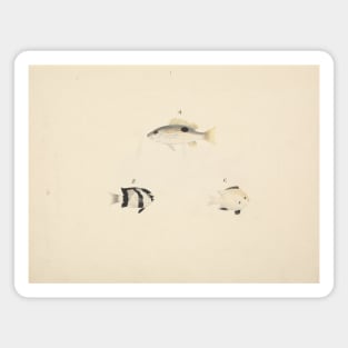 Three Unidentified Fish by Luigi Balugani Magnet